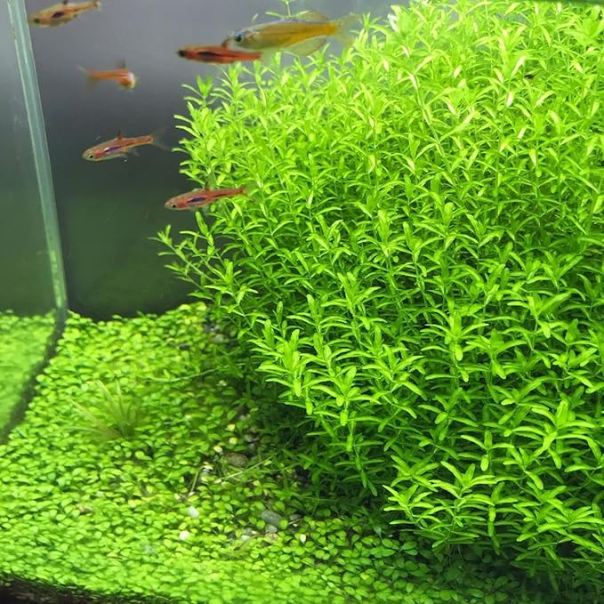 Greenpro | Pearl Weed Hemianthus Micranthemoides Potted US Farm Live Aquarium Plants Midground for Fish Tank Decoration