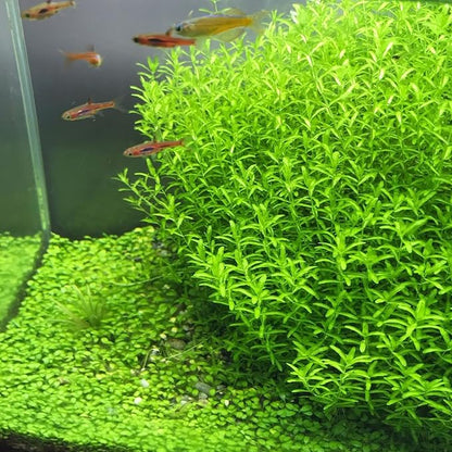 Greenpro | Pearl Weed Hemianthus Micranthemoides Potted US Farm Live Aquarium Plants Midground for Fish Tank Decoration
