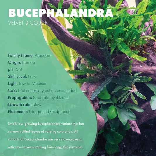 SubstrateSource Bucephalandra Velvet 3 Color Live Aquarium Plant - Natural Freshwater Fish Tank Decorations, Aquatic Decor (Small Clump (3-5 Plants))
