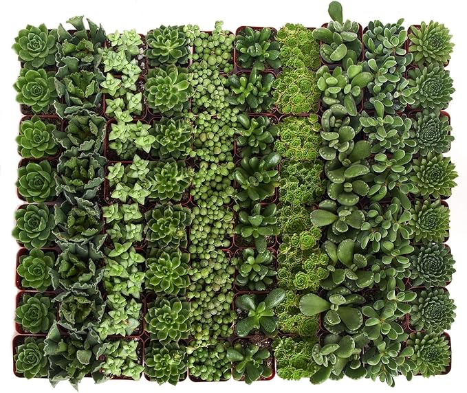 Shop Succulents Verde Succulent Plant Pack Bulk Collection - Live Mini Succulent Plants, Low Maintenance, Mix of Green Succulents & Textures - Wedding and Party Favors, Gift & Garden, Pack of 128