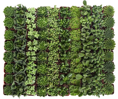 Shop Succulents Verde Succulent Plant Pack Bulk Collection - Live Mini Succulent Plants, Low Maintenance, Mix of Green Succulents & Textures - Wedding and Party Favors, Gift & Garden, Pack of 64