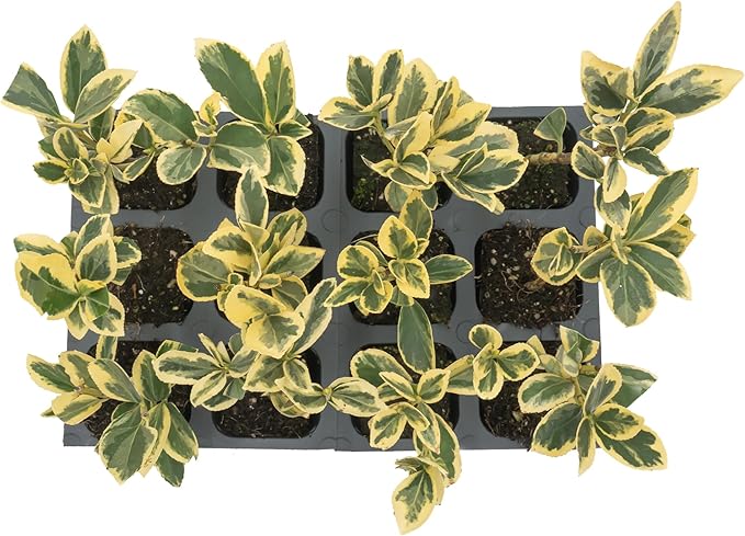 12 Silver King Euonymus, Live Plants – Euonymus Japonica – Hardy Variegated Evergreen Shrub in 2.5” Nursery Cubes – Low-Maintenance & Highly Adaptable for Landscaping