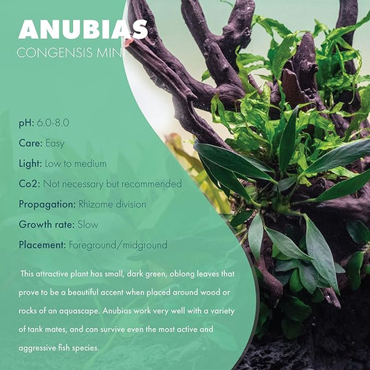 SubstrateSource Anubias Live Aquarium Plants - Potted Freshwater Plant for Fish Tanks, Terrariums - Beginner Friendly Low Light (Congensis Mini, 1 Pot)