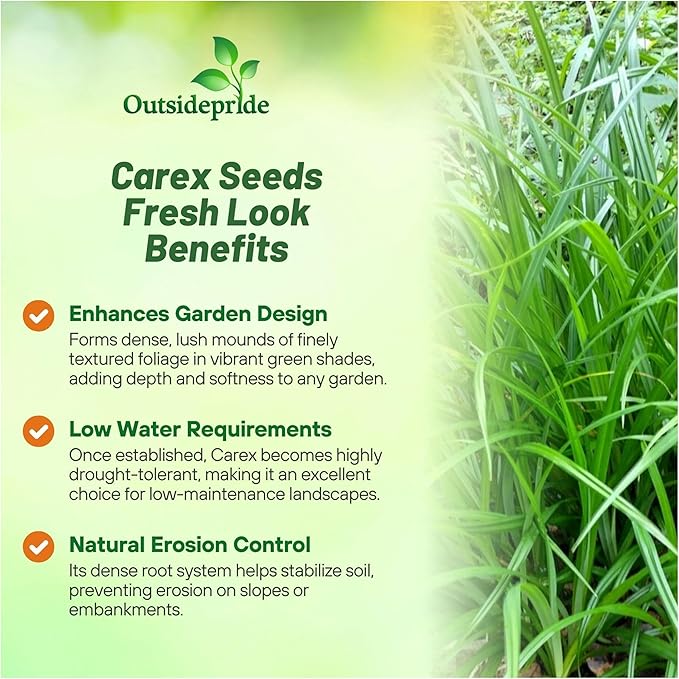 Outsidepride Carex Fresh Look Ornamental Grass Seed – 100 Pcs. Perennial, Low-Maintenance, Drought-Tolerant Grass Seeds with Low Growing Foliage for Borders, Ground Covers, & Outdoor Living Spaces