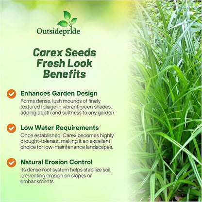 Outsidepride Carex Fresh Look Ornamental Grass Seed – 100 Pcs. Perennial, Low-Maintenance, Drought-Tolerant Grass Seeds with Low Growing Foliage for Borders, Ground Covers, & Outdoor Living Spaces