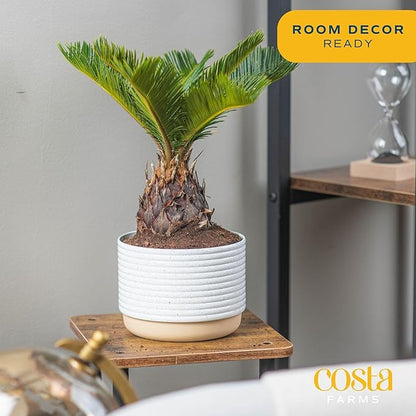Costa Farms Live Sago Palm, Easy to Grow Live Indoor Plant, Houseplant in Plant Pot, Home and Room Decor, 1 Foot Tall