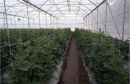 10-Feet by 4920-Feet Professional Grade Vegetable Support Trellis Netting Roll/Scrog Net Roll, (119" x 4920' / 3m x 1500m) (mesh 5.9"x6.7" / 15cm x 17cm)