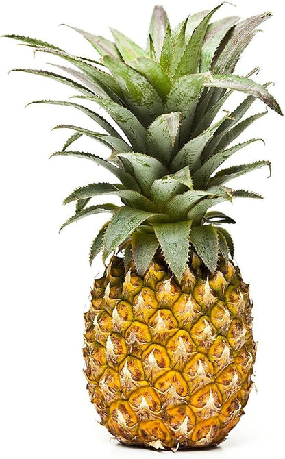 Sugarloaf Pineapple (Kona Sugarloaf) Live Plant - Ananas Comosus - Wellspring Gardens Starter Plant - Ideal Pineapple Plant Live Easy to Grow Starter Plant Great for Outdoor and Patio Planting