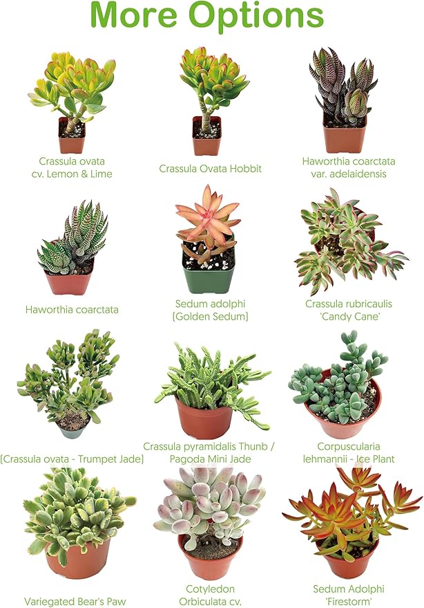 Live Succulent Plants Echeveria 'Agavoides Horse', Easy Care Potted Succulents, Approx 4" D x 4" H, Indoor Houseplant, Unique Gifts, Home Office Décor