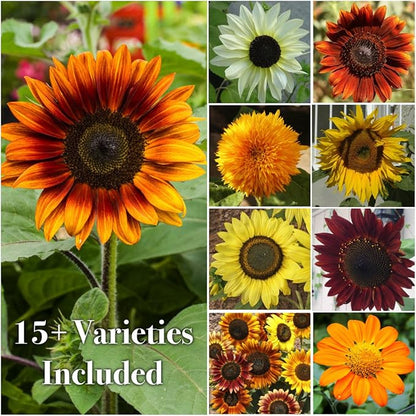 Seed Needs Sunflower Seeds to Plant The Original Crazy Blend | 500+ Heirloom Seeds 15+ Varieties Open Pollinated & Untreated | Resealable Bulk Package Multicolored Blooms Flower Seed