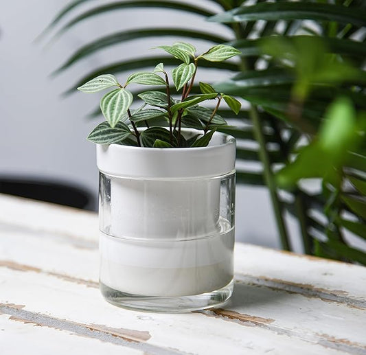 Phoenix Vine 4 Inch Self Watering Planter, White Terracotta Clay Pot with Glass Reservoir for Indoor Plants, Herbs, Flowers, Set of 2, 52-B-E-2