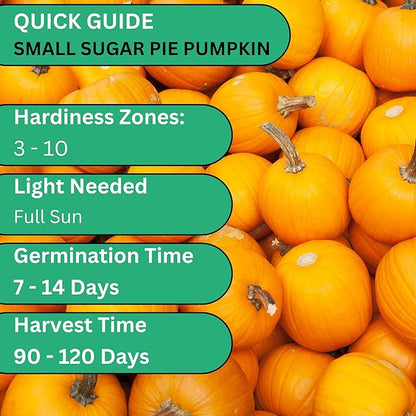 Woods Creek Seeds: Small Sugar Pie Pumpkin Seeds for Planting - Over 40 Heirloom Non-GMO Pumpkin Seeds to Plant - Ideal Heirloom Seeds to Grow for Pies & Fall Harvest - Pumpkins for Outdoor Gardens
