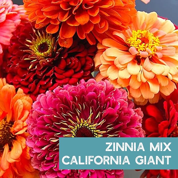 Zinnia Flower ~ 3000 Seeds California Giant Mix & Lilliput Semi-Dwarf Mix – Heirloom, Non-GMO Annuals – Colorful Blooms for Pollinators & Cut Flowers – Easy to Grow, Heat & Drought Tolerant