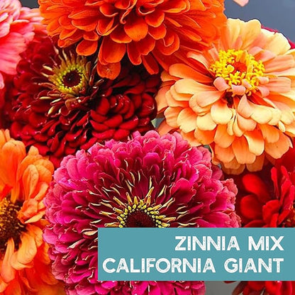 Zinnia Flower ~ 3000 Seeds California Giant Mix & Lilliput Semi-Dwarf Mix – Heirloom, Non-GMO Annuals – Colorful Blooms for Pollinators & Cut Flowers – Easy to Grow, Heat & Drought Tolerant