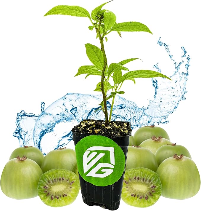 Issai Kiwi Vine Live Plant - Actinidia arguta by Wellspring Garden - Hardy Kiwi Fruit Trees Live Plant - Thriving Fruit Tree Starter for Your Garden - Starter Plant