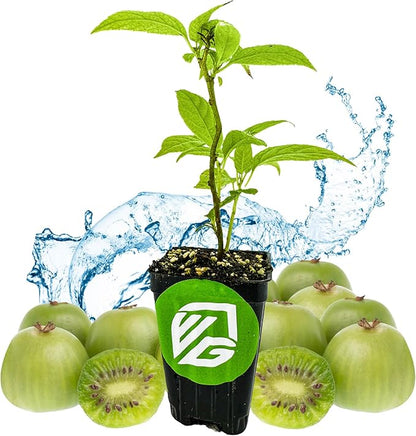 Issai Kiwi Vine Live Plant - Actinidia arguta by Wellspring Garden - Hardy Kiwi Fruit Trees Live Plant - Thriving Fruit Tree Starter for Your Garden - Starter Plant