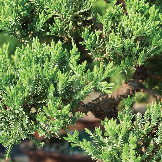 Brussel's Bonsai Brussel's Green Mound Juniper Bonsai in Zen Reflections Pot, SMALL