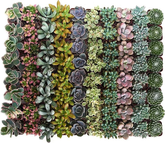 Shop Succulents Pastel Succulent Plant Pack Bulk Collection - Live Mini Succulent Plants, Low Maintenance, Bright & Serene Colors & Textures - Wedding and Party Favors, Gift & Garden, Pack of 40