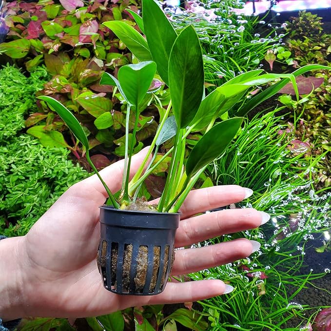 SubstrateSource Anubias Live Aquarium Plants - Potted Freshwater Plant for Fish Tanks, Terrariums - Beginner Friendly Low Light (Congensis, 3 Pots)