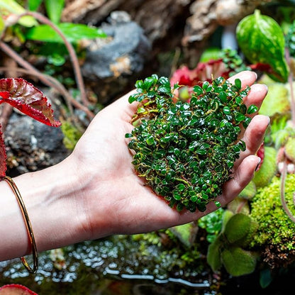 SubstrateSource Bucephalandra Brownie Phoenix Live Aquarium Plant - Natural Freshwater Fish Tank Decorations, Aquatic Decor (Plant (10-15 Leaves))