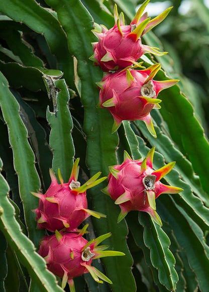 Dragon Fruit Tree - 3 Live Plants in 4 Inch Pots - Hylocereous Undatus - Edible Tropical Fruit Plant from Florida