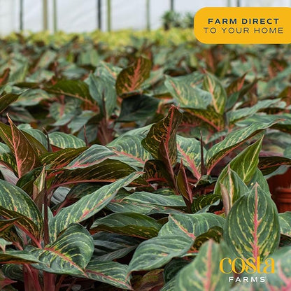 Costa Farms Chinese Evergreen, Easy to Grow Live Indoor Plant Aglaonema, Potted Houseplant in Cute Decor Pot, Everyday Gift for Mom, Wife, Daughter, Son Room Decor, 1 Foot Tall