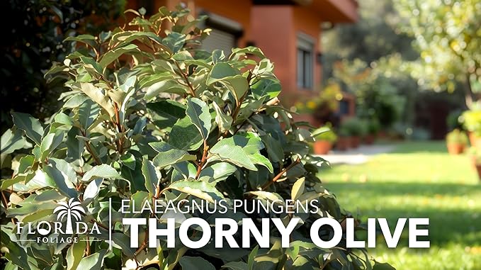 Elaeagnus Pungens I 30 Live Plants I Thorny Olive I Hardy Evergreen Shrub with Fragrant Blooms, Perfect for Hedges, Screening & Ornamental Garden Display