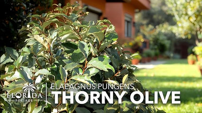 Elaeagnus Pungens I 30 Live Plants I Thorny Olive I Hardy Evergreen Shrub with Fragrant Blooms, Perfect for Hedges, Screening & Ornamental Garden Display