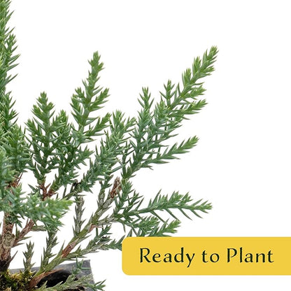 4 Tamarix Juniper in 3.5" Nursery Cubes | Juniperus Sabina ‘Tamariscifolia’ | Dense, Low-Maintenance Evergreen Shrub with Fine, Feathery Foliage | Ready-to-Plant Live Starters