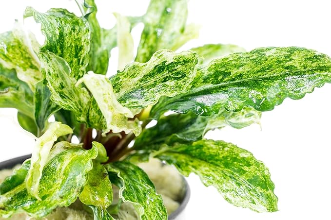 SubstrateSource Bucephalandra Variegated Green Wavy Marble Potted Live Aquarium Plant - Natural Freshwater Fish Tank Decorations, Aquatic Décor