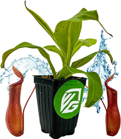 Alata Pitcher Plant - Nepenthes Live Carnivorous Plant by Wellspring Gardens - Easy to Grow Starter Bulbs Great for Nature Lovers & Gardeners - Outdoor & Indoor Aquatic Planting