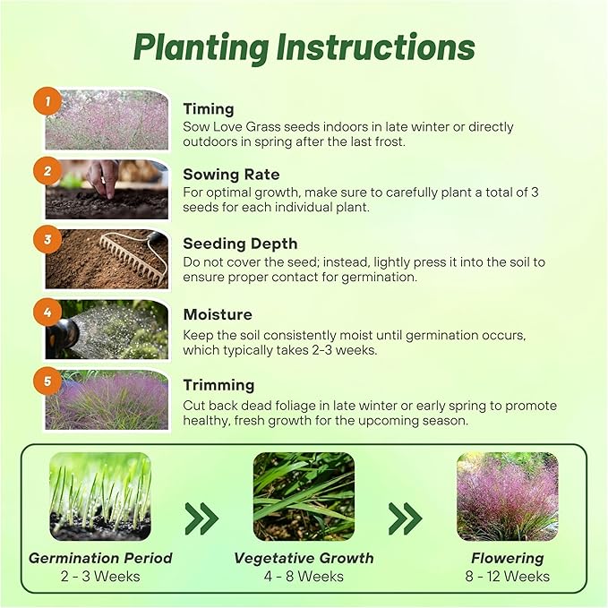 Outsidepride 500 Seeds Perennial Eragrostis Spectabilis Ornamental Love Grass Seed for Planting