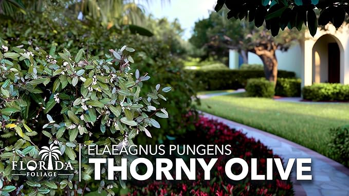 Elaeagnus Pungens I 40 Live Plants I Thorny Olive I Hardy Evergreen Shrub with Fragrant Blooms, Perfect for Hedges, Screening & Ornamental Garden Display