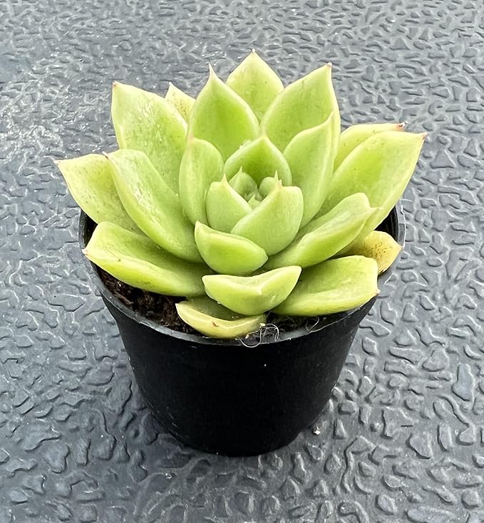 Sprout N Green Echeveria 'Gilva', Live Succulent Plant Fully Rooted in 2" Pots with Soil Mix, Real Houseplant for Indoor Outdoor Home Office Wedding Decoration Party Favor