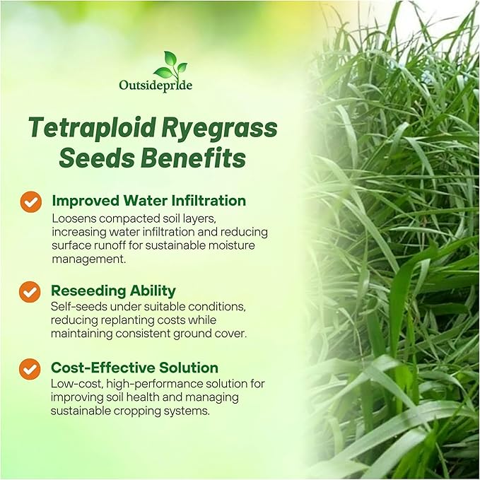 Outsidepride Ryegrass Seeds - 50 lb. Annual, Hardy & Fast-Growing, Cover Crop Seeds for Planting Glossy Dark Green Grass Leaves, Ideal for Hay Foraging, Pasture Grazing & Erosion Control