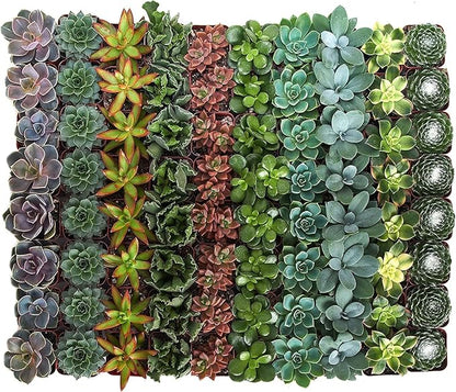 Shop Succulents Assorted Succulent Plant Pack Bulk Collection - Live Mini Succulent Plants, Low Maintenance, Mixture of Colors & Textures - Wedding and Party Favors, Gift & Garden, Pack of 100