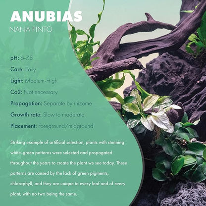 SubstrateSource Anubias Live Aquarium Plants - Potted Freshwater Plant for Fish Tanks, Terrariums - Beginner Friendly Low Light (Nana Pinto, 1 Pot)