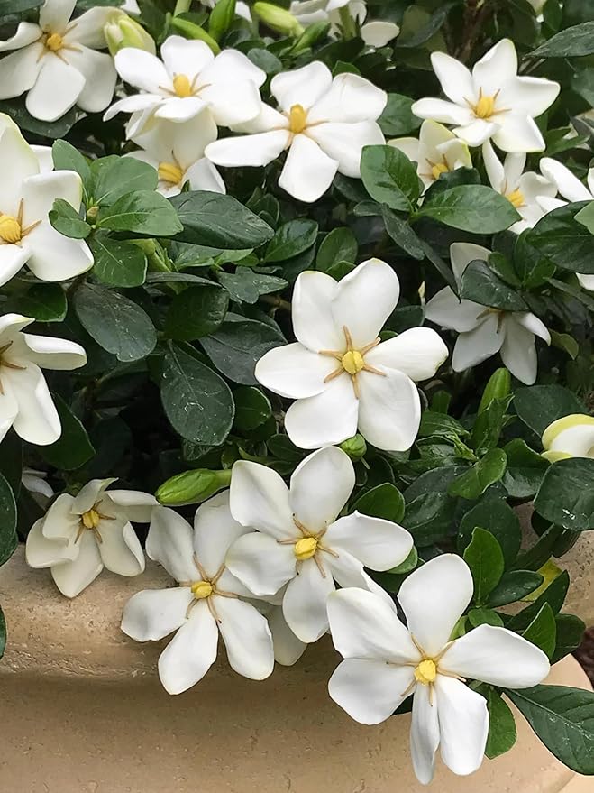 Kleim's Hardy Gardenia, Evergreen Shrub, White Fragrant Flowers, 1 Gallon Live Plant