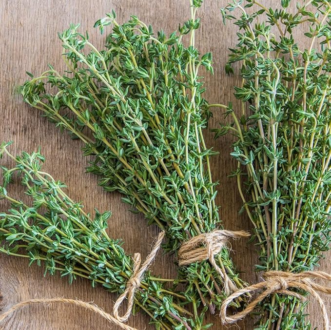 German Thyme Plants - Perfect for Indoor or Outdoor Gardening, High in Antioxidants, Fragrant and Flavorful Herb (4 ger Thyme Cups)