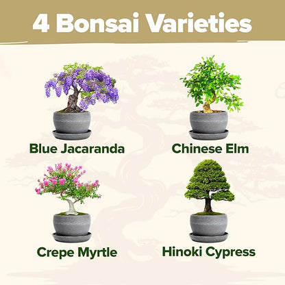 HOME GROWN Bonsai Tree Kit – Grow 4 Bonsai Types Indoors with Complete Starter Kit Including Pots Peat Pellets and Bonus Grow Guide – Unique Gardening Gift for Men Women Beginners