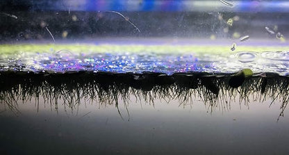 20+ Giant Duckweed (Spirodela polyrhiza) - Lush Live Floating Plant for Aquariums & Ponds - Eco-Friendly Water Purifier & Oxygenator - Easy-Care Aquatic Decor