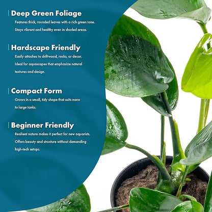 SubstrateSource Anubias Live Aquarium Plants - Anubias Nana Tropica (Anubias barteri Nana) - Low Light Epiphytic Rhizome for Foreground to Midground Freshwater Aquascapes, Dark Green Accent - Pot