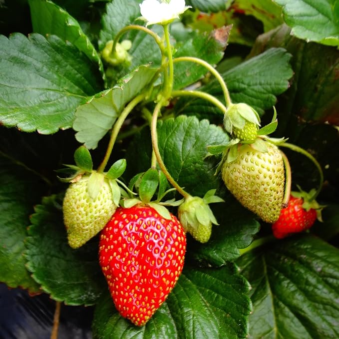 Everbearing Strawberry Plants - Harvest Strawberries Two to Three Times Per Year! Bare Root Everbearing Strawberry Plants from Hand Picked Nursery (10)