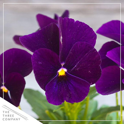 Live Healthy Flowering Pansies - Purple (4 Plants Per Pack), Beautiful Fall Color, 6" Tall by 4" Wide in 1 Pint Square Pot