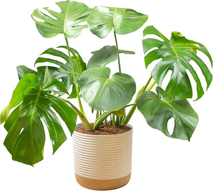 Costa Farms Monstera Swiss Cheese Plant, Live Indoor Plant, Easy to Grow Split Leaf Houseplant in Indoors Garden Plant Pot, Housewarming, Decoration for Home, Office, and Room Decor, 2-3 Feet Tall