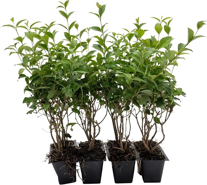 12 Japanese Privet in 2.5" Nursery Cubes | Ligustrum japonicum | Evergreen Shrub for Hedges, Screens & Borders | Ready-to-Plant & Easy-to-Grow Outdoor Live Starter Plants