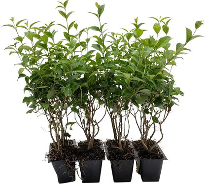 12 Japanese Privet in 2.5" Nursery Cubes | Ligustrum japonicum | Evergreen Shrub for Hedges, Screens & Borders | Ready-to-Plant & Easy-to-Grow Outdoor Live Starter Plants