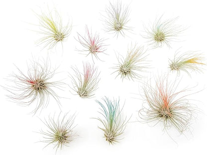 Coral Colorful Tillandsia Air Plants - Long Lasting Color Enhanced Live Tillandsia Succulent House Plants - Home and Garden Decor - Easy Care Indoor/Outdoor Plants (Argentea Thin, Single)