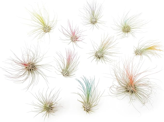 Purple Colorful Tillandsia Air Plants - Long Lasting Color Enhanced Live Tillandsia Succulent House Plants - Home and Garden Decor - Easy Care Indoor and Outdoor (Argentea Thin, Pack of 3)