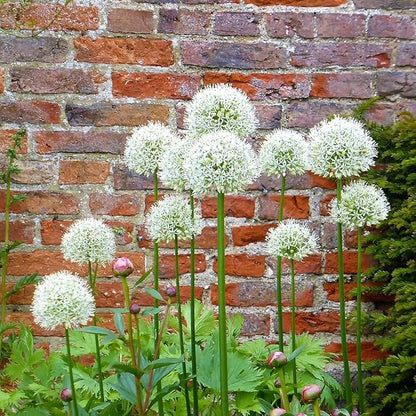 Gardens Best Graceful Beauty Alliums – 30 Bulbs - White Star-Shaped Flowers | Easy-Grow Spring Perennials | Deer Resistant | Attracts Bees & Butterflies | Zones 4–9